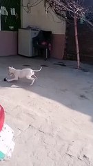 Funny Dog||Beautiful Dog||Playing Dog