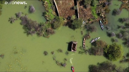 Girafas ameaçadas por subida das águas resgatadas no Quénia