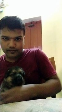 German Shepherd Puppy Howls Back to Owner