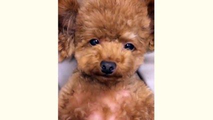 Adorable Sleepy Puppy - So Cute!