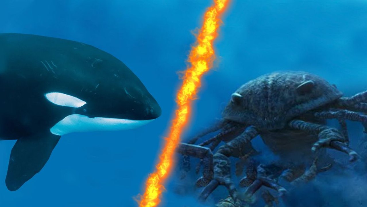 What If a Giant Sea Scorpion Fought a Killer Whale?
