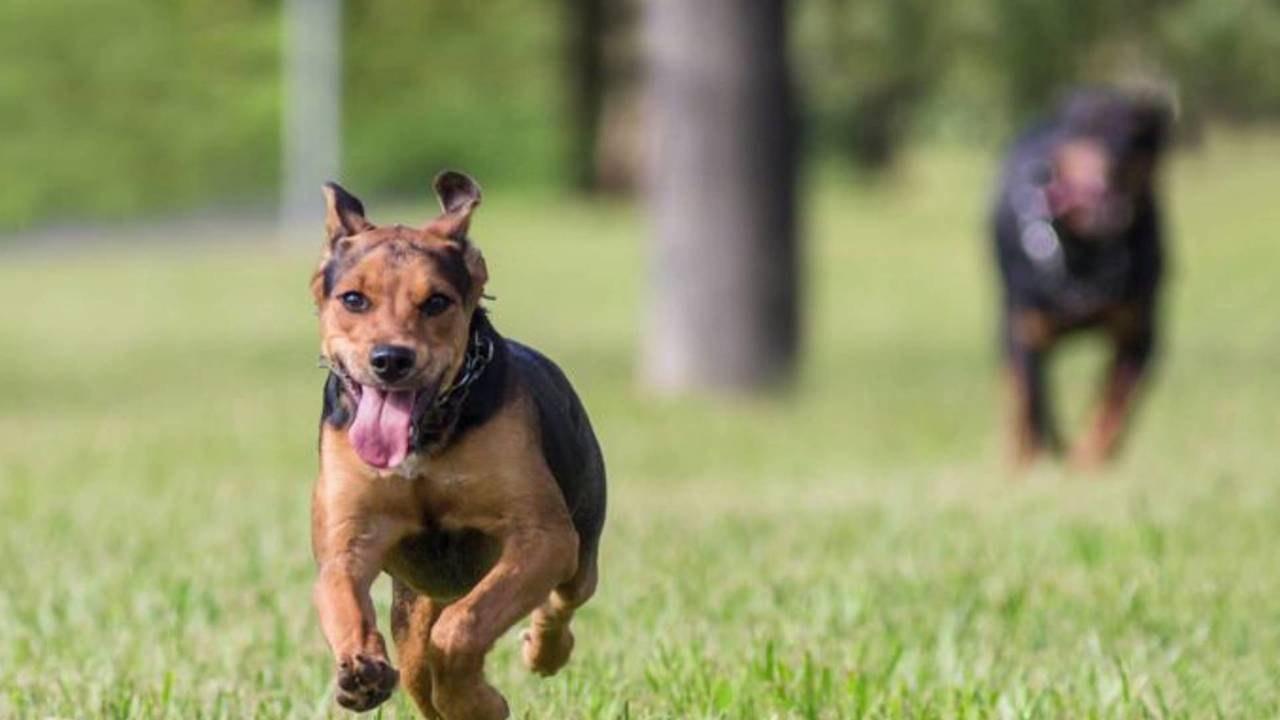 How Much Exercise Does a Dog Need Every Day?
