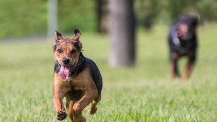 How Much Exercise Does a Dog Need Every Day?