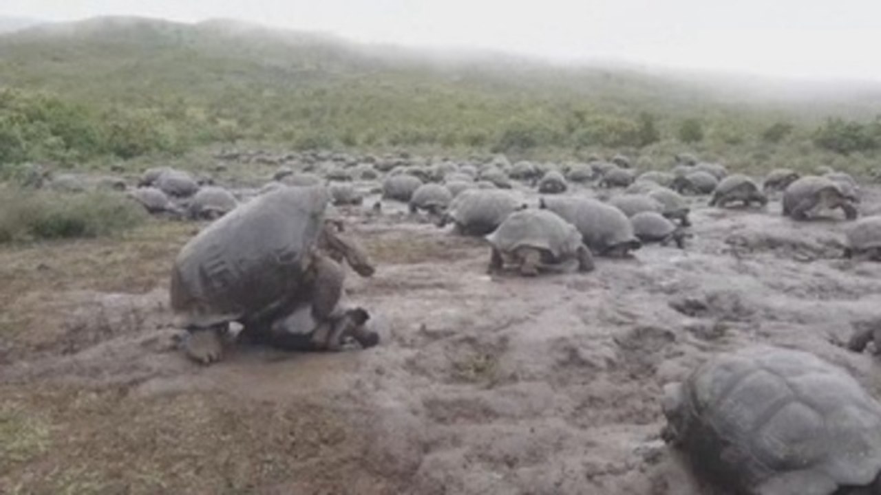 Marcan a 4.723 tortugas gigantes de Galápagos