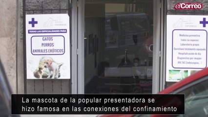 María Patiño, feliz tras la exitosa operación de su chinchilla