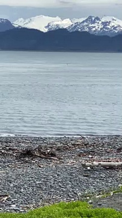 Humpback Whale Breaching
