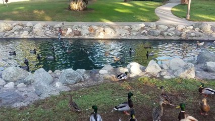 Ducks Take Duel from Land to Pond