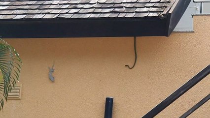 Snake Lunges at Gecko Scaling Building Wall