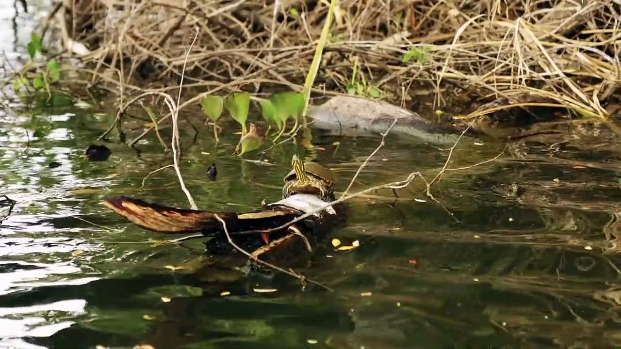 Blacksnake