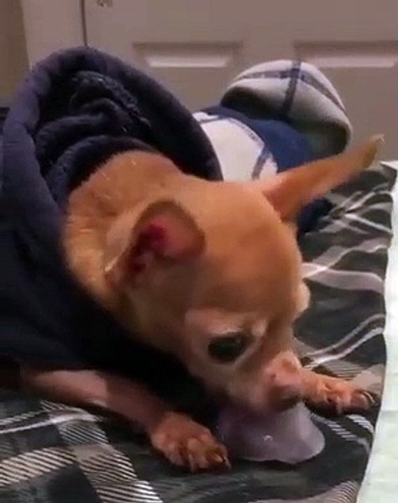 Chihuahua eats snow