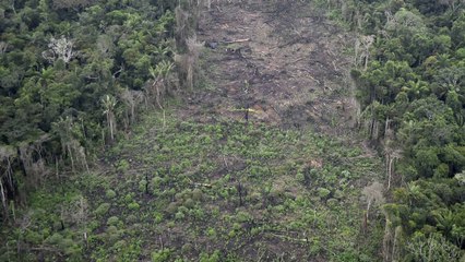 Cuatro personas capturadas por deforestación de bosque nativo en Meta