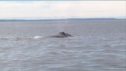 Données satellitaires pour protéger les baleines noires