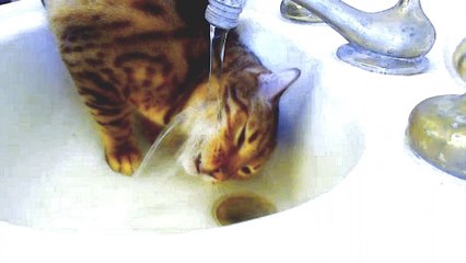 Thirsty Cat Curiously Trying to Drink Water from a Basin