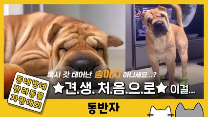 [동반자] '갓 태어난 송아지st' 견생 처음 신발 신은 강아지 / YTN