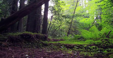 #Relax Music To Sleep #Relaxing Music with #RainSounds#forest birds singing--#relaxation-#soothing-music #stress#Relaxing Music #Stress #Relief #Insomnia #Meditation