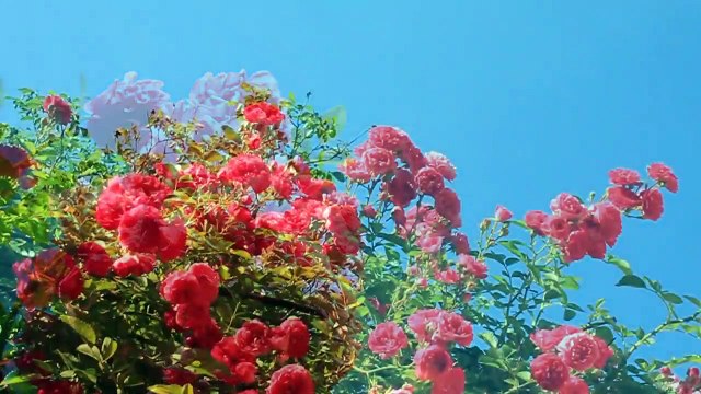 #forest birds singing #relaxation-#soothing-music #stress#Relaxing Music #Stress #Relief #Insomnia #Meditation#RelaxingNatureSound #Soothing #ForestBirdsSinging