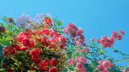 #forest birds singing--#relaxation-#soothing-music #stress#Relaxing Music #Stress #Relief #Insomnia #Meditation#RelaxingNatureSound #Soothing #ForestBirdsSinging