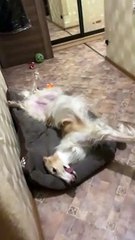 Goofy Hound Resting in a Bed