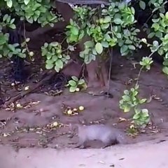 Mellers Mongoose Snags Black Mamba Snake