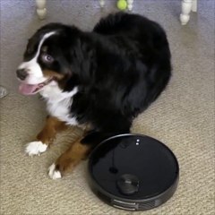 Bernese Mountain Dog Unbothered by Robot Vacuum