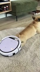 French Bulldog Enjoys Massage from Robot Vacuum Cleaner