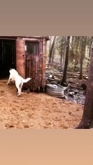 Pup and Emu are Perfect Pals