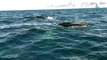 A Close Encounter With Some Beautiful Humpback Whales