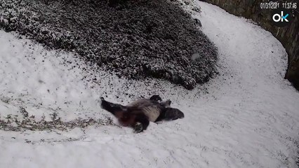 Un oso panda se lo pasa en grande con la nieve