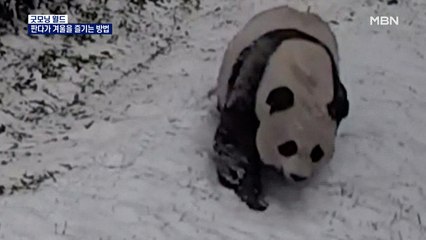 [굿모닝월드] 판다가 겨울을 즐기는 방법