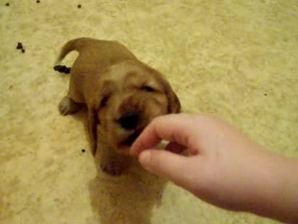 petit chiot vert