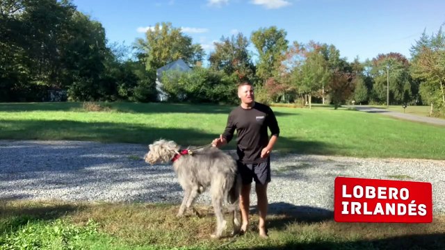 Solo las Personas Más Valientes Pueden Tener Perros de Estas Razas
