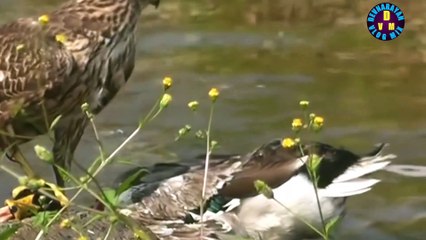 Devnarayan vlog mix Hello friends animals How do birds hunt us let's see today