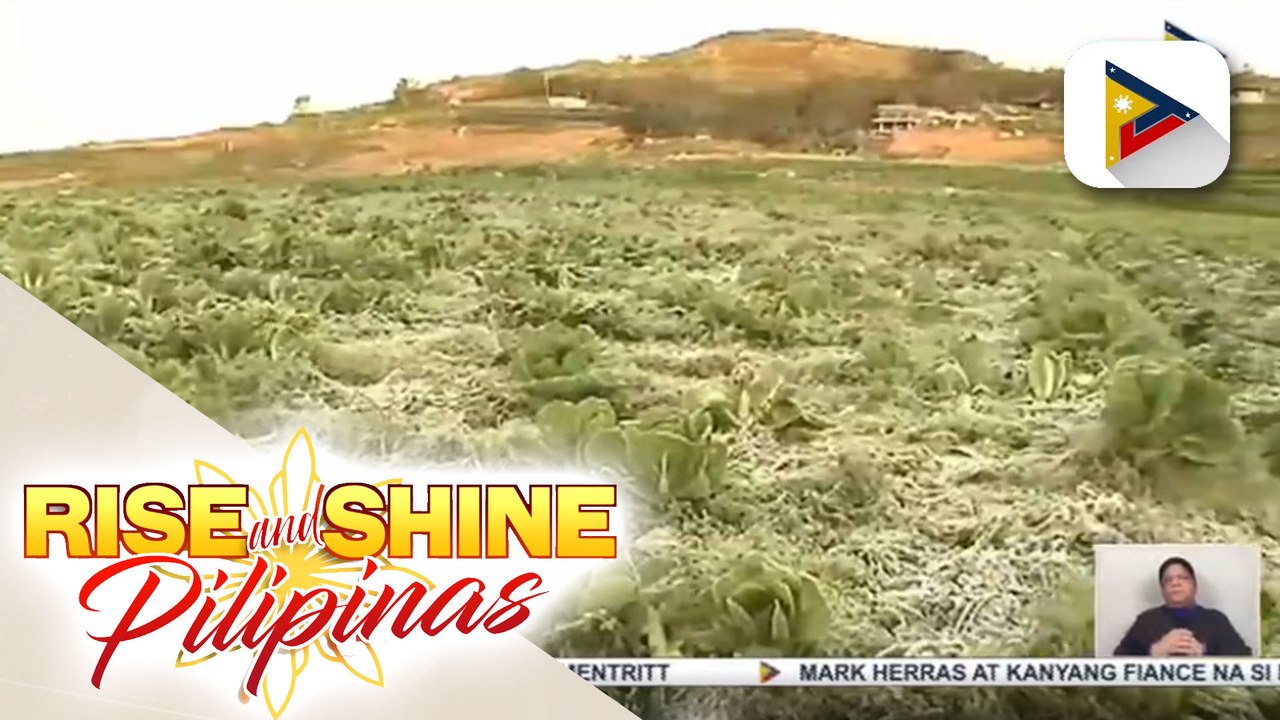 Mga pananim sa Benguet, nag-yelo