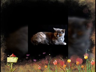 Cat exploring back yard l Pest and anmals l Karl's News