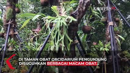 Ada Yang Baru Nih! Kebun Raya Bogor Tambah Taman Ikonik