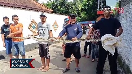 Warga Temukan Dan Tangkap Ular Sanca Seberat 15 Kilogram