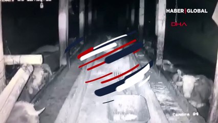 İneklerin deprem korkusu böyle görüntülendi
