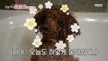 [HOT] A dog that can handle faucets freely., 생방송 오늘 저녁 20210202