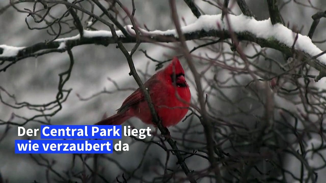 Schnee verzaubert Central Park in New York