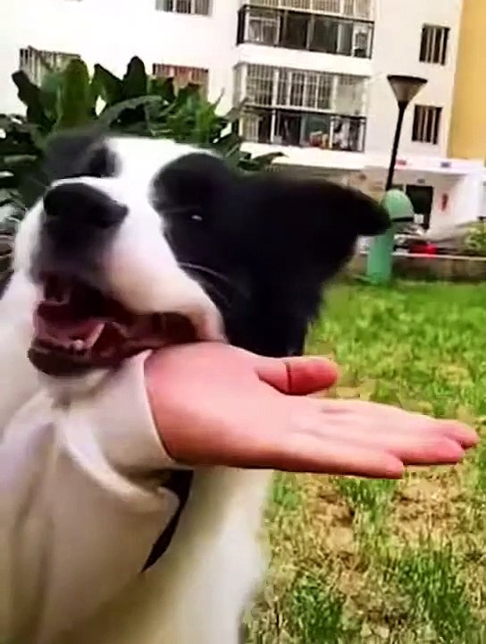 VÍDEOS de ANIMALES y MASCOTAS GRACIOSOS