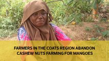 Farmers in the coast region abandon cashew nuts farming for mangoes