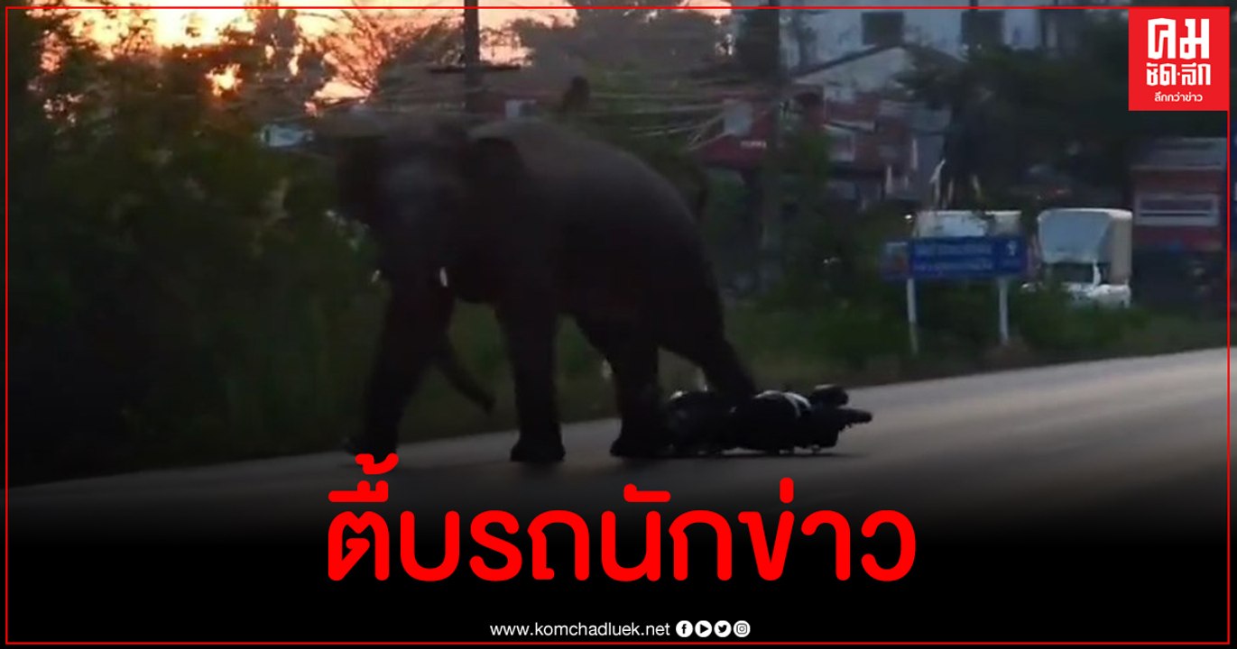 ช้างป่าสีดอเขาอ่างฤาไนบุกตื้บรถนักข่าวกระเจิง