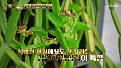 식욕조절·지방 배출에 도움 되는 「시서스」 TV CHOSUN 210202 방송