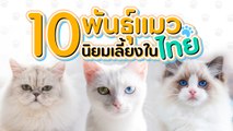 10 สายพันธุ์แมวนิยมเลี้ยงในไทย น่ารัก สดใส ถูกใจทาส