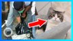 Polisi Gerebek Rumah Penjagalan Kucing di Medan dan Periksa Saksi - TomoNews