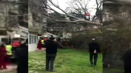 Bursa'da lodostan devrilen ağaç otomobilin camına ok gibi saplandı