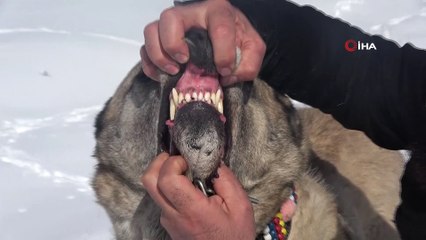 Kurtların korkulu rüyası Kangallar kurtlara nasıl yem oldu