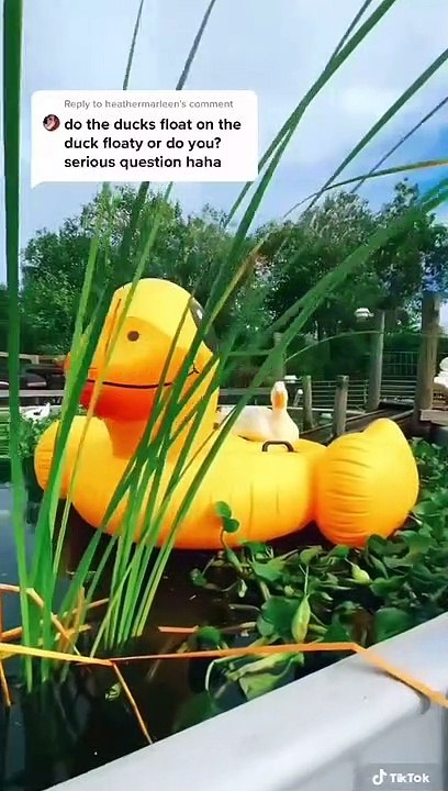 Duckling who can't swim is proud to show off her giant float
