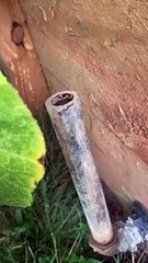 Frog Living in Pumpkin Patch Overflow Pipe