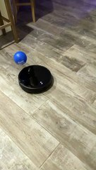 Robot Vacuum Brings Balloon for a Ride